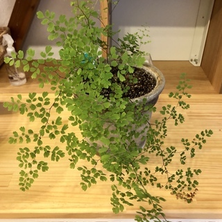 【決まりました ありがとうございます】観葉植物 　アジャンタム　...