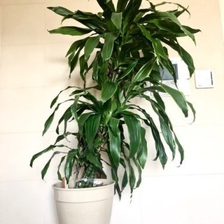 観葉植物 大型 ドラセナ 8号鉢 10号鉢 熱帯植物