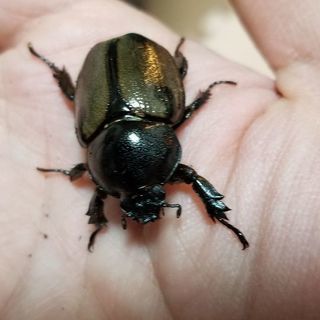 ヨツボシヒナカブトペア