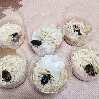 ヨツボシヒナカブトペア