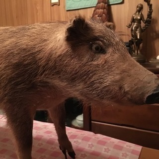 イノシシの剥製