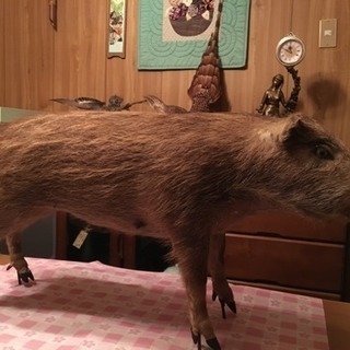 イノシシの剥製
