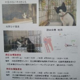 保護猫の譲渡会を開催の画像