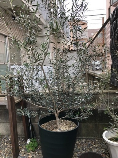 オリーブの木 観葉植物 実がなります ラスカル 武蔵中原のその他の中古あげます 譲ります ジモティーで不用品の処分 オリーブの木 観葉植物 実がなります ラスカル 武蔵中原のその他の中古あげます 譲ります ジモティーで不用品の処分