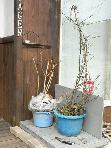 植木売ります