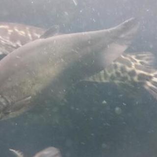 熱帯魚色々  プレコ、ナイフフィッシュ