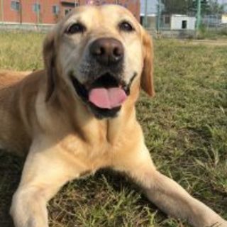 災害救助引退犬ラブラドールレトリバー　　オス　6歳　
