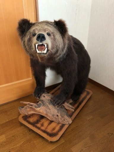 熊の剥製 Mlyn 金沢のその他の中古あげます 譲ります ジモティーで不用品の処分