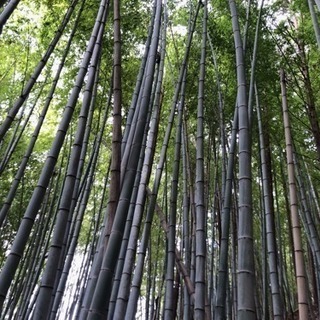 竹やぶの整備を【無料】で行います