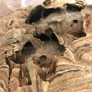 蜂の巣  天然40センチ