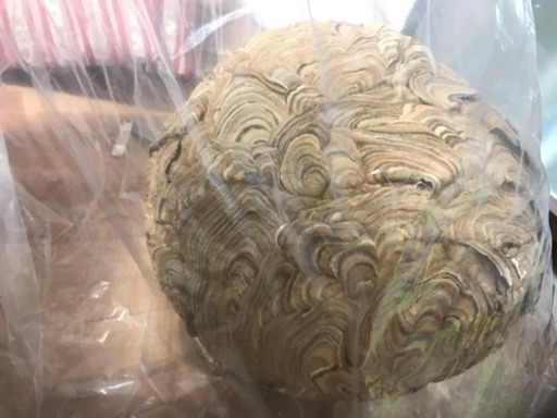 蜂の巣 天然40センチ