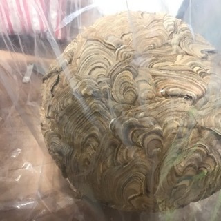 蜂の巣 天然40センチ