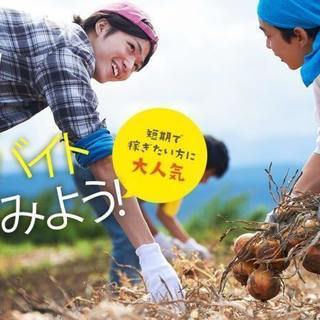 【広い大地★北海道の畑を耕そう！】はたらくトラクター求人