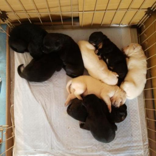 ありがとうございました 甲斐犬と甲斐犬の雑種の間の子です ひみひな 石和温泉のその他の里親募集 ジモティー