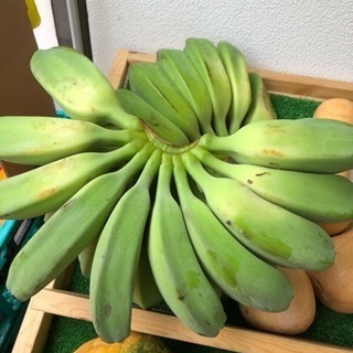 調理用バナナ 1房