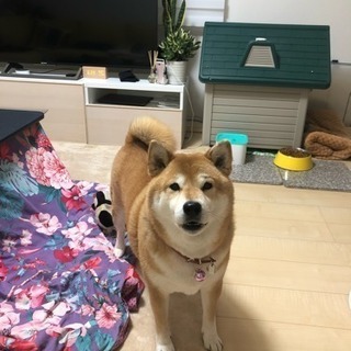 6歳かわいい男の子です Wangcen 柳瀬川の柴犬の里親募集 ジモティー 6歳かわいい男の子です Wangcen 柳瀬川の柴犬の里親募集 ジモティー