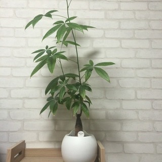 取引中 観葉植物 パキラ