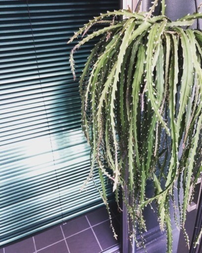 レピスミウム クルシフォルメ 植物 観葉 希少