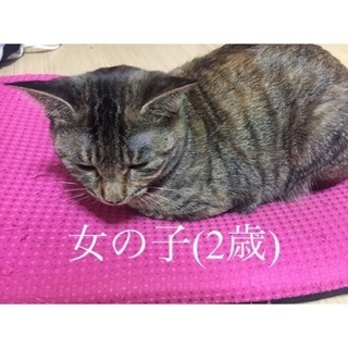 里親さん募集します🙇‍♀️