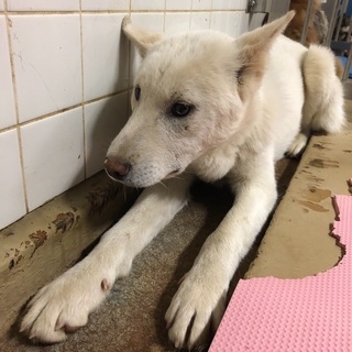 里親決定！有難うございました！🆘捕獲檻に入って保健所収容🆘野犬の...