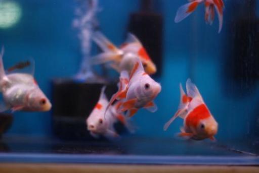 水槽の掃除します プロフィール要確認 臼杵のその他の無料広告 無料掲載の掲示板 ジモティー 水槽の掃除します プロフィール要確認 臼杵のその他の無料広告 無料掲載の掲示板 ジモティー