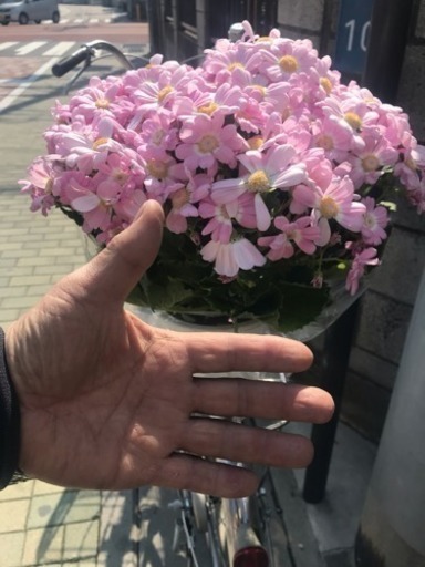 サイネリア このボリュームで5００円 花遊瑞花 ナックル 鴻巣のその他の中古あげます 譲ります ジモティーで不用品の処分