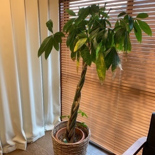 観葉植物★パキラ約160cm