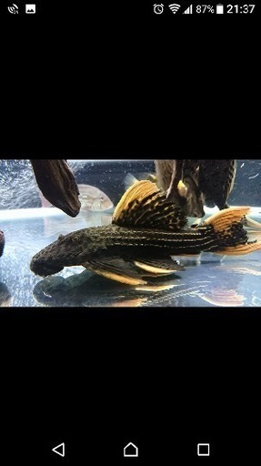 ｳﾙｽｶｻﾝﾌｪﾘｯｸｽ産