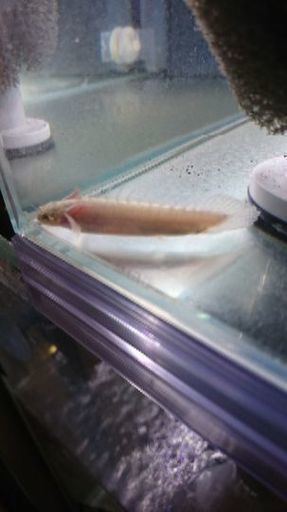 ﾌﾟﾗﾁﾅﾃﾞﾙﾍｯｼﾞ
