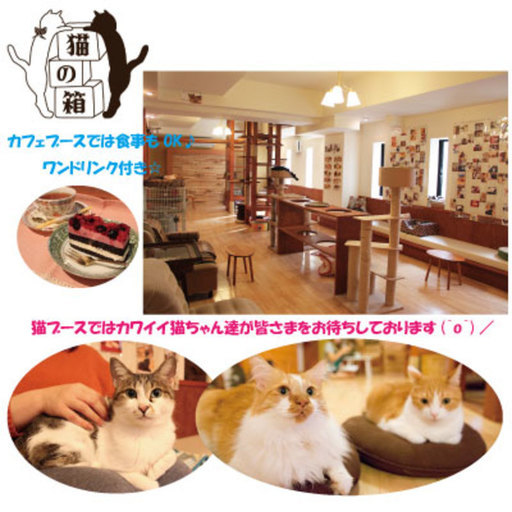 3月17日 日 西中島南方ニャンコン 可愛いネコちゃんが会話のきっかけに 趣味コン 全国恋活パーティー 南方のパーティーのイベント参加者募集 無料掲載の掲示板 ジモティー 3月17日 日 西中島南方ニャンコン 可愛いネコちゃんが会話のきっかけに 趣味コン 全国恋活パーティー 南方のパーティーのイベント参加者募集 無料掲載の掲示板 ジモティー