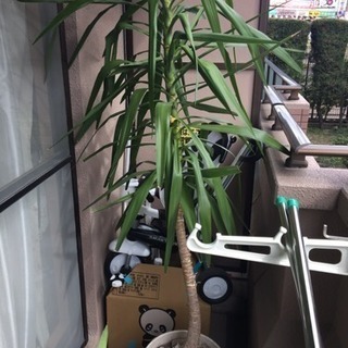 観葉植物(大型、品種不明)