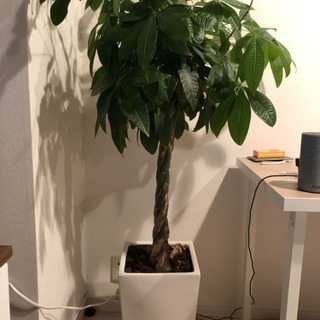 観葉植物、パキラ