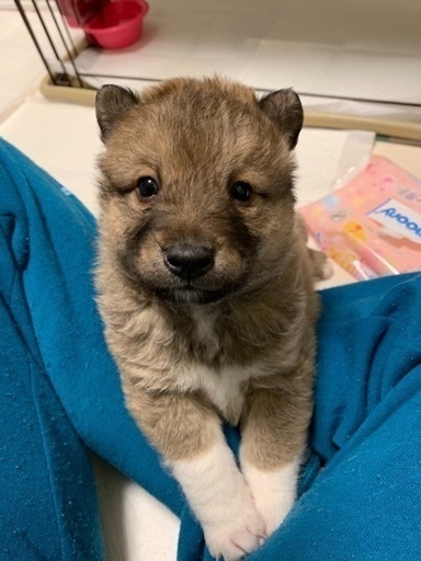 ８週齢 男の子 雑種 甘えん坊 紫友会 神戸のその他の里親募集 ジモティー