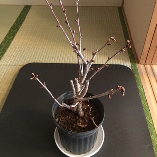 鉢植えの桜