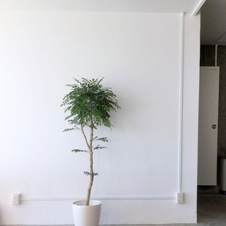 直接取引希望】観葉植物 フェイクグリーン インテリア シルク