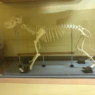 骨格標本の中古が安い 激安で譲ります 無料であげます 2ページ目 ジモティー