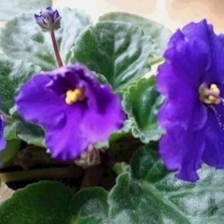セントポーリア 紫色 全部で6株（バラ売り可）