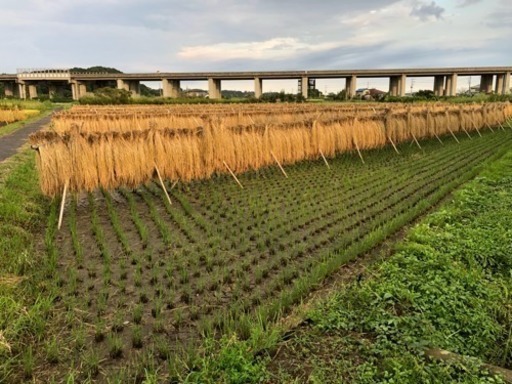 新米　\n天日干し　30キロ玄米　残り2袋
