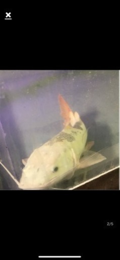 プラチナレッドテールキャット 40センチ〜45
