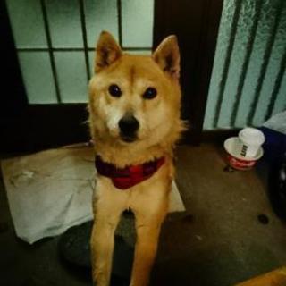 柴犬メス 里親決まりました