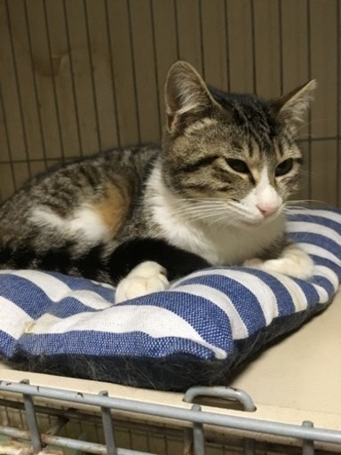11か月オス猫 サバ白 Harutyan 横浜の猫の里親募集 ジモティー 11か月オス猫 サバ白 Harutyan 横浜の猫の里親募集 ジモティー