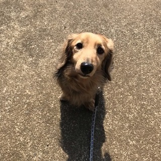 ミニチュアダックス♂11才🐕可愛がってくれる里親さん募集 - 犬