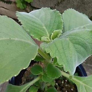 マンジェリコン奇跡のハーブ Coco 中頭のその他の中古あげます 譲ります ジモティーで不用品の処分