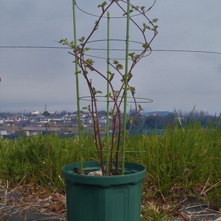 鉢植えブラックベリー苗