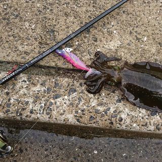 釣り仲間募集ですの画像