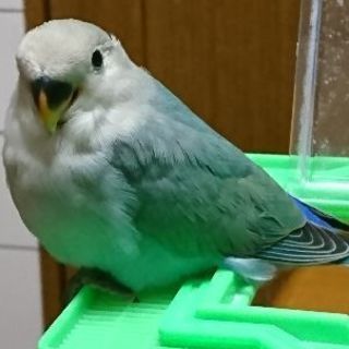 大阪府のコザクラインコ 里親募集 ジモティー