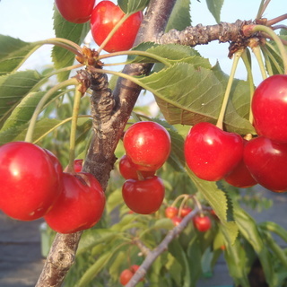 さくらんぼ花粉採集会