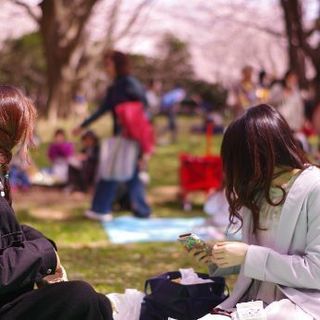 3/31 あにおた花見オフ🌸@昭和記念公園