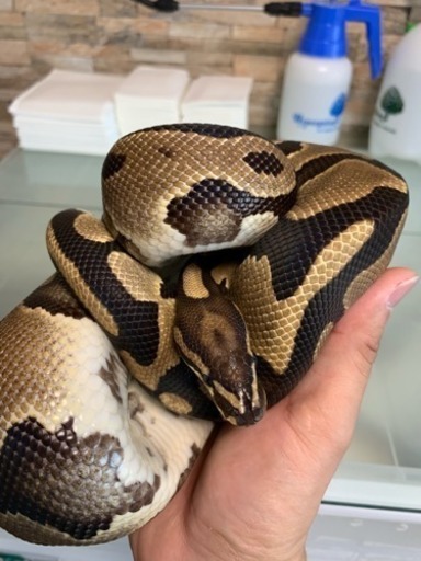 ボールパイソン Bp Lab 長浜のその他のペットの無料広告 無料掲載の掲示板 ジモティー