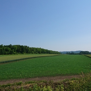 北海道で農業体験